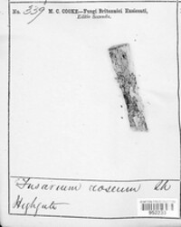 Fusarium roseum image